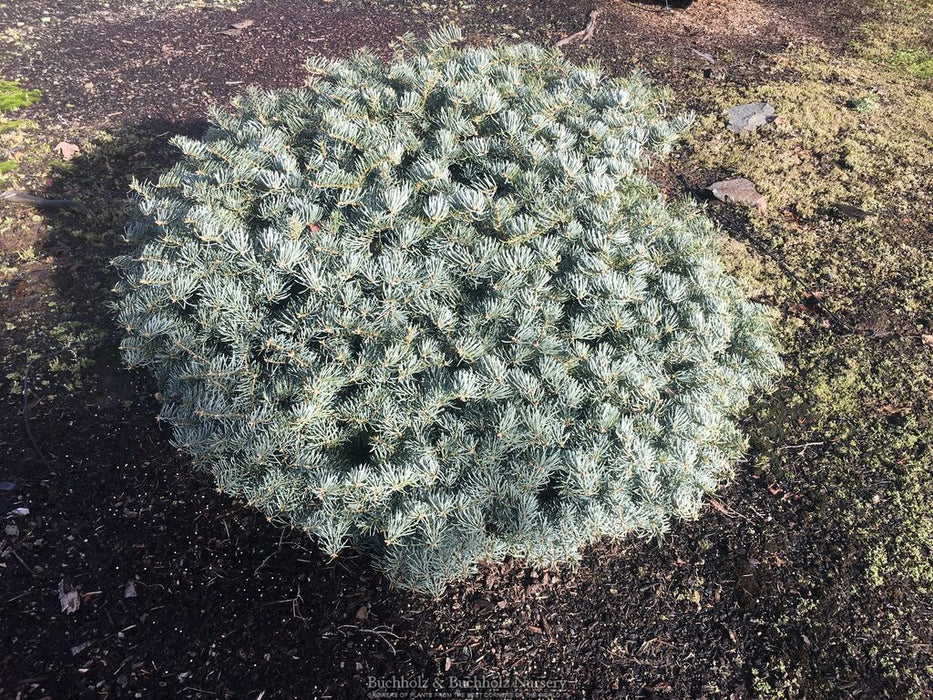 Abies concolor 'Archer's Dwarf' White Fir