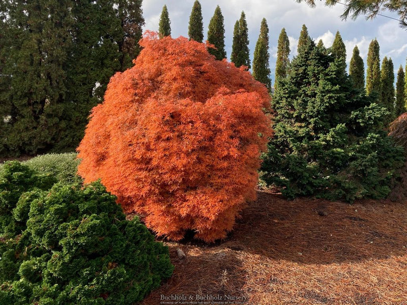 Acer palmatum 'Baby Lace' Laceleaf Japanese Maple