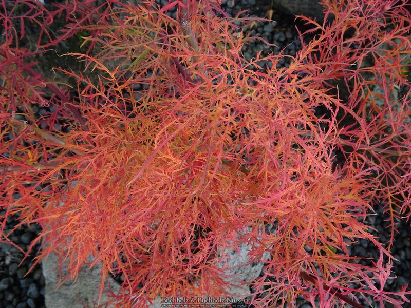 Acer palmatum 'Baby Lace' Laceleaf Japanese Maple