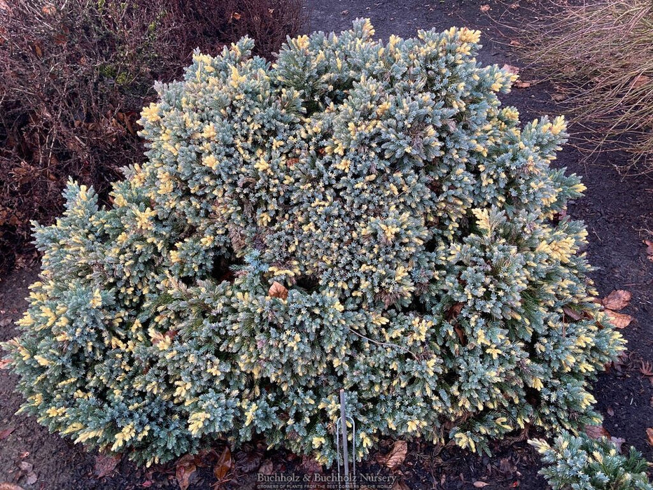 Juniperus squamata ‘Floriant’ Flaky Juniper