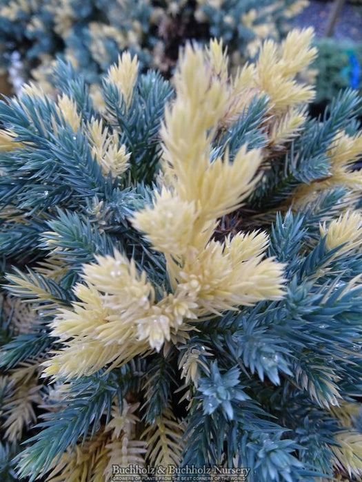 Juniperus squamata ‘Floriant’ Flaky Juniper