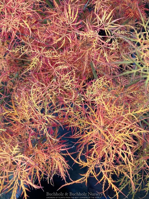 Acer palmatum 'Baby Lace' Laceleaf Japanese Maple