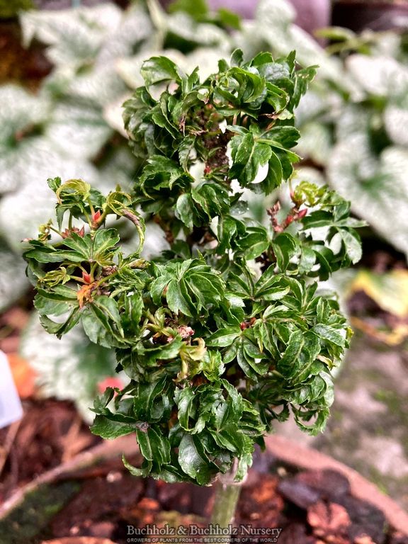 Acer palmatum 'Sir Happy' Ultra-Dwarf Japanese Maple