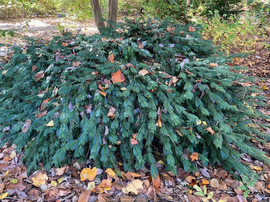 Cephalotaxus harringtonia 'Duke Gardens' Japanese Plum Yew