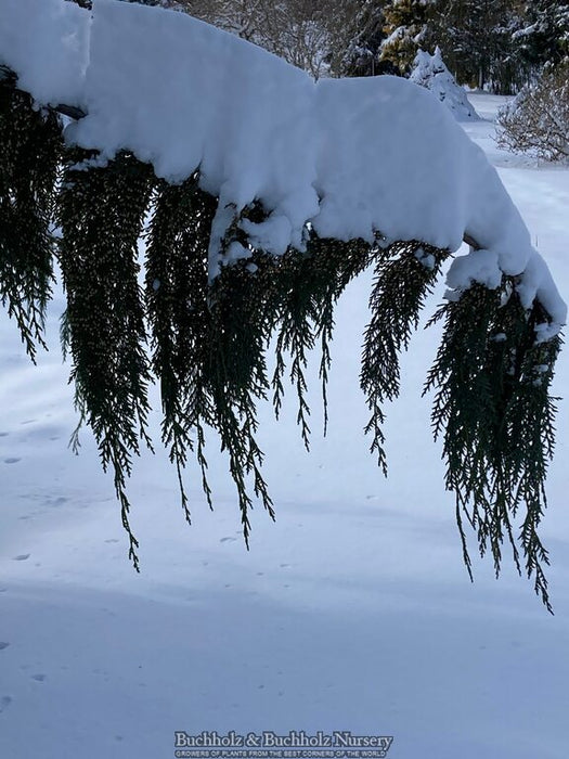 Chamaecyparis nootkatensis 'Van den Akker' Weeping Alaskan Cypress