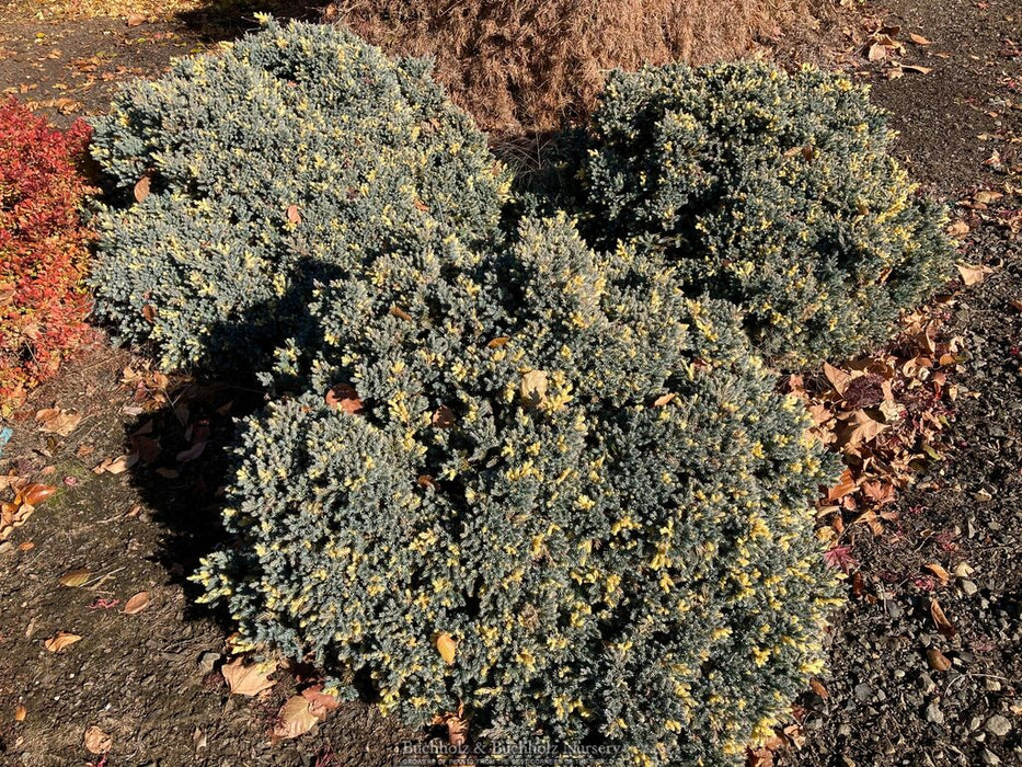 Juniperus squamata ‘Floriant’ Flaky Juniper