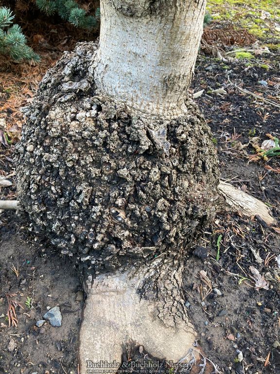 Acer platanoides 'Rezek' Columnar Norway Maple
