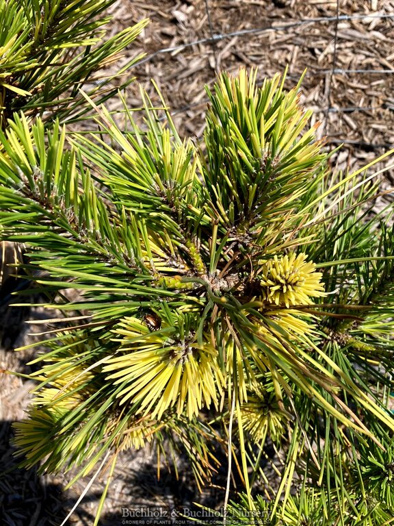 Pinus thunbergii 'Aocha' Golden Japanese Black Pine Tree