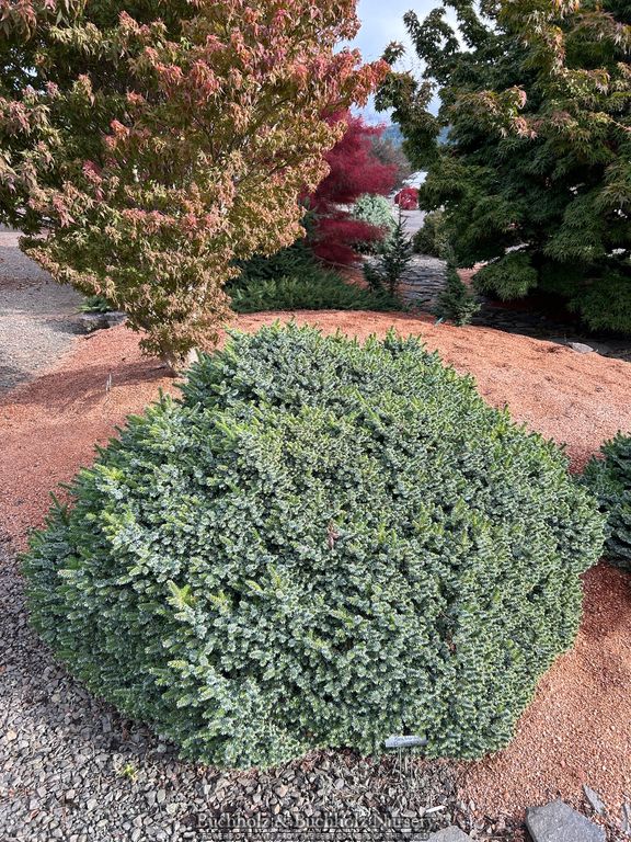 Picea omorika 'Pimoko' Serbian Spruce Tree