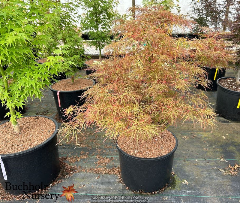Acer palmatum 'Baby Lace' Laceleaf Japanese Maple