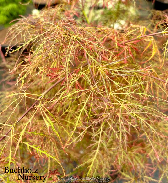 Acer palmatum 'Baby Lace' Laceleaf Japanese Maple