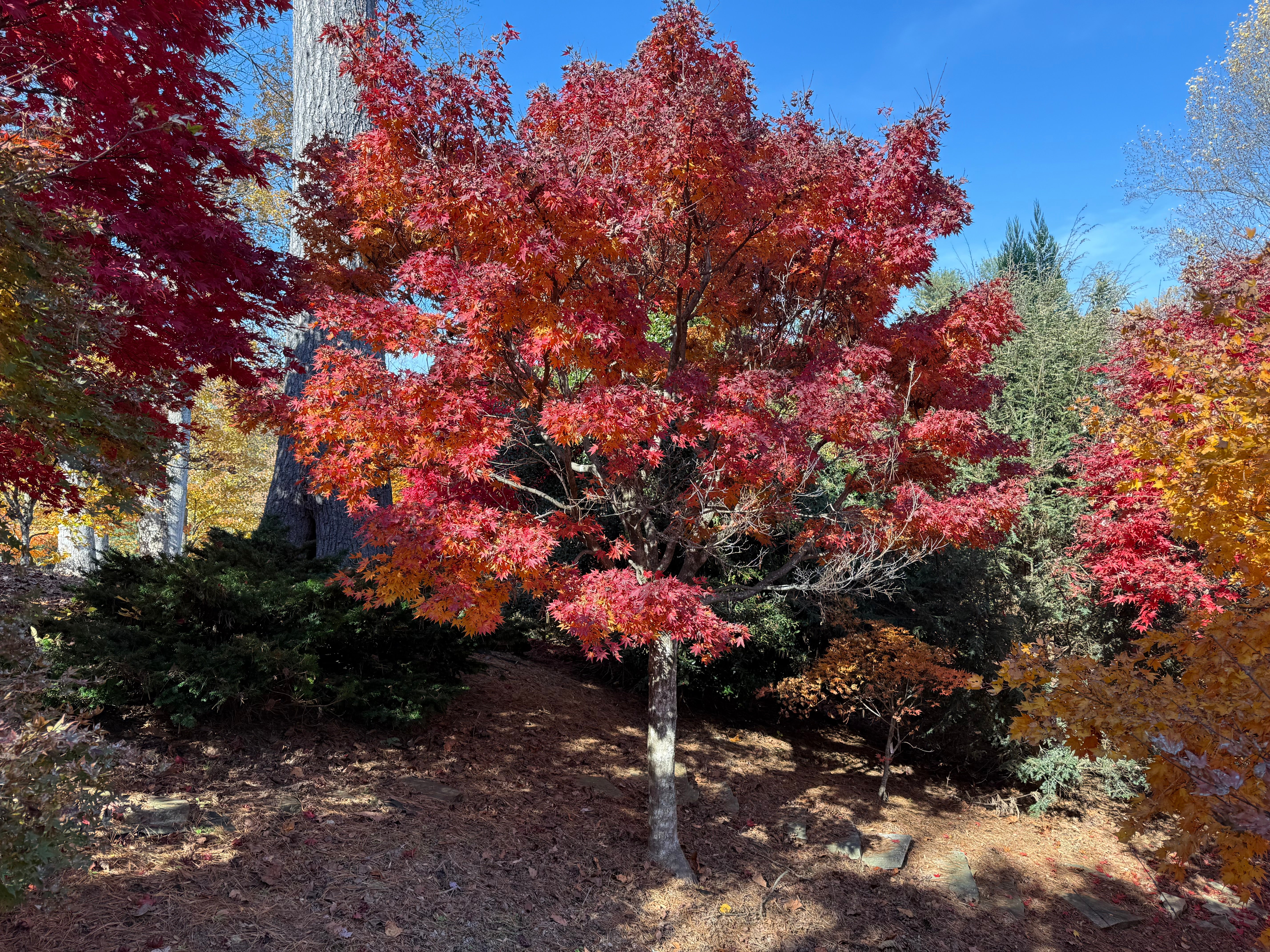 Buy Acer palmatum 'Tobiosho' Japanese Maple — Mr Maple │ Buy