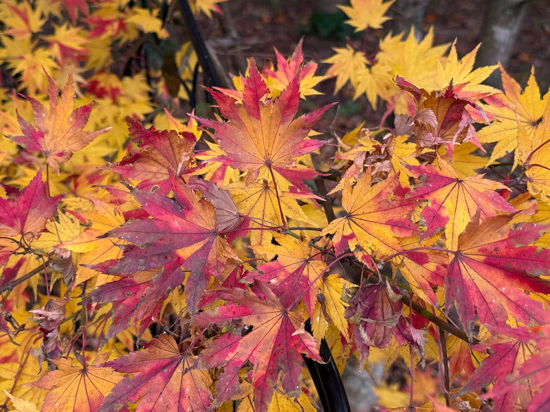 Acer shirasawanum 'Jordan' Golden Full Moon Japanese Maple
