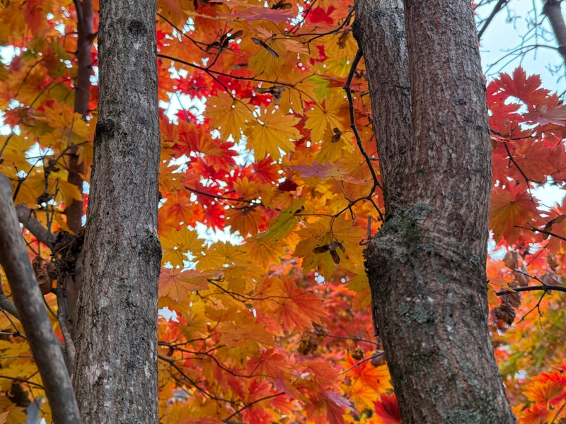 Acer pseudosieboldianum ssp takesimense Ulleung-do Island Maple