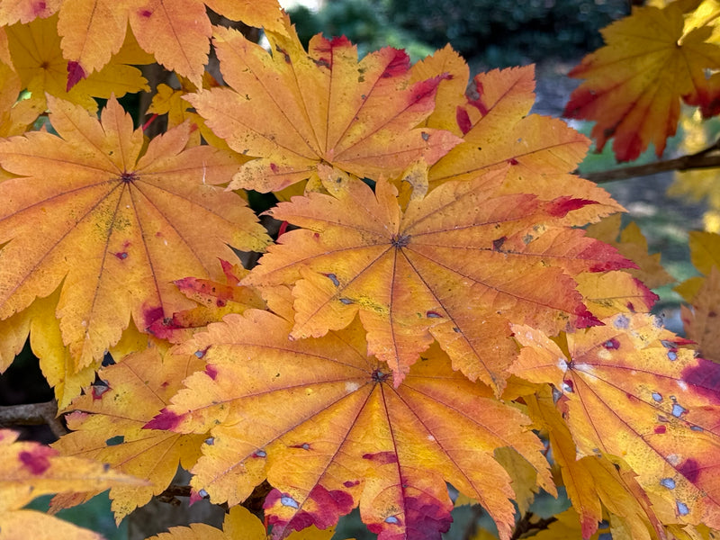 Acer japonicum 'Taki no gawa' Full Moon Japanese Maple