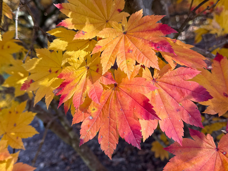 Acer japonicum 'Taki no gawa' Full Moon Japanese Maple