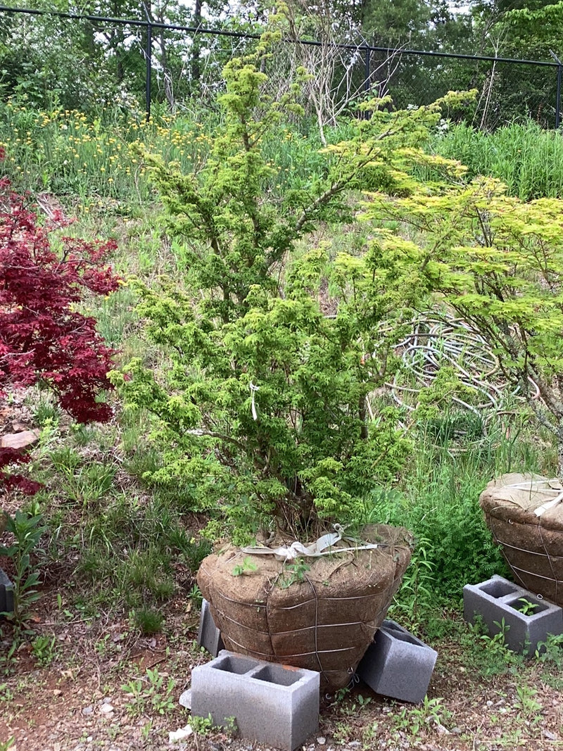 - FOR PICKUP ONLY | Acer palmatum 'Shishigashira' Lion's Head Japanese Maple | DOES NOT SHIP - Mr Maple │ Buy Japanese Maple Trees