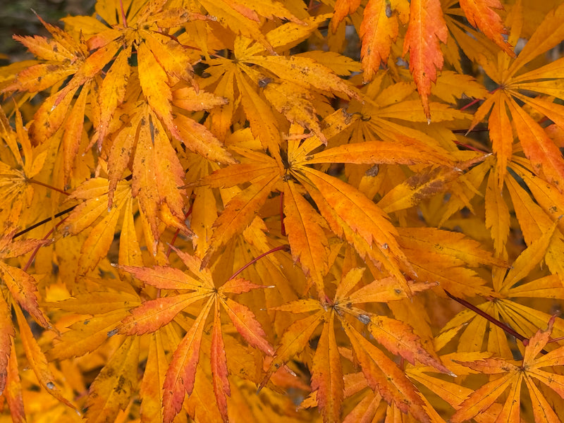 Acer shirasawanum 'Bronze Age' Bronze Full Moon Japanese Maple
