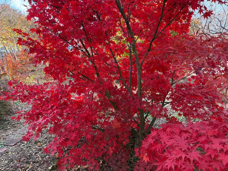 Acer palmatum 'Osakazuki' Japanese Maple