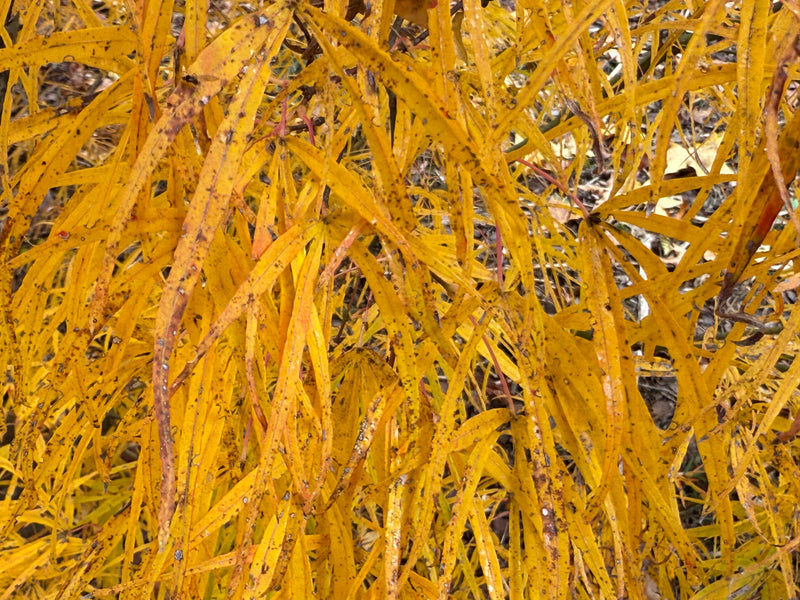 Acer palmatum 'Yellow Threads' Rare Japanese Maple