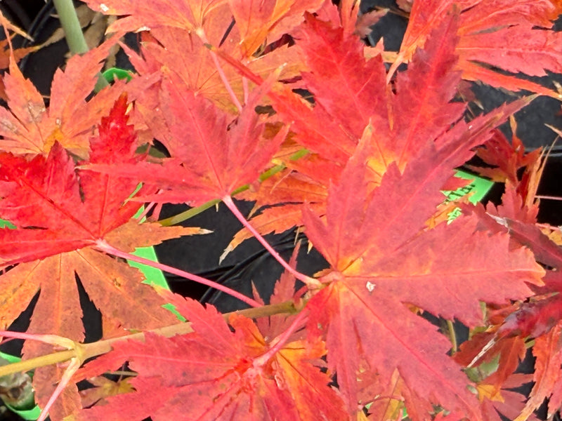 Acer palmatum ‘Elena Melodi’ Japanese Maple