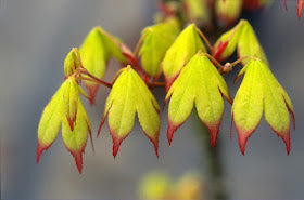 Acer palmatum 'Satsuki beni' Japanese Maple