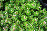 - Abies Koreana 'Silberzwerg' Silberzwerg Korean Fir - Mr Maple │ Buy Japanese Maple Trees