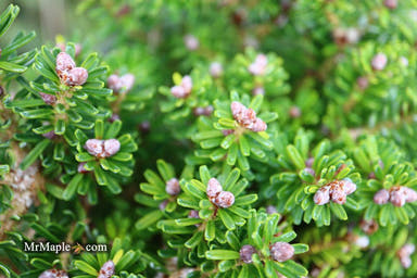 - Abies Koreana 'Silberzwerg' Silberzwerg Korean Fir - Mr Maple │ Buy Japanese Maple Trees