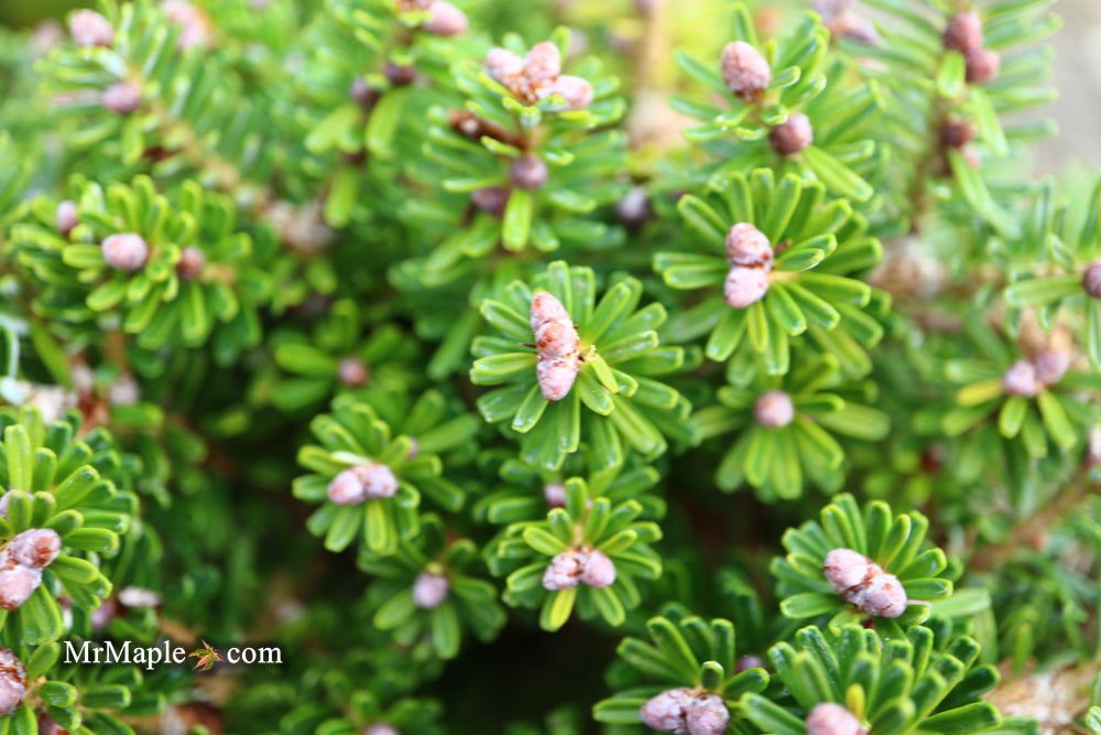 Buy Abies Koreana 'Silberzwerg' Silberzwerg Korean Fir — Mr Maple