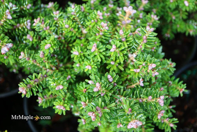 - Abies Koreana 'Silberzwerg' Silberzwerg Korean Fir - Mr Maple │ Buy Japanese Maple Trees