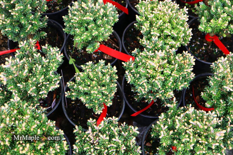 - Abies Koreana 'Silberzwerg' Silberzwerg Korean Fir - Mr Maple │ Buy Japanese Maple Trees