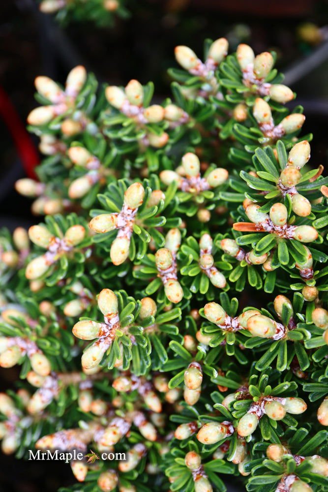 - Abies Koreana 'Silberzwerg' Silberzwerg Korean Fir - Mr Maple │ Buy Japanese Maple Trees