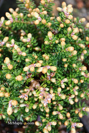 - Abies Koreana 'Silberzwerg' Silberzwerg Korean Fir - Mr Maple │ Buy Japanese Maple Trees