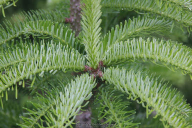 - Abies alba 'Barabit's Star' European Silver Fir - Mr Maple │ Buy Japanese Maple Trees