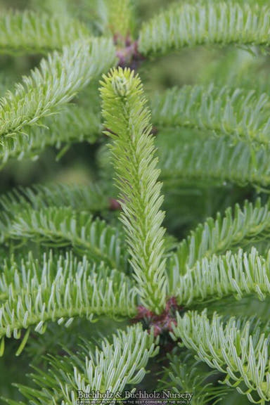 - Abies alba 'Barabit's Star' European Silver Fir - Mr Maple │ Buy Japanese Maple Trees