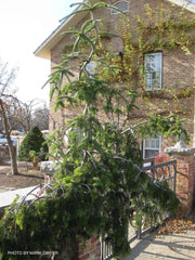 - Abies alba 'Green Spiral' Weeping Silver Fir - Mr Maple │ Buy Japanese Maple Trees