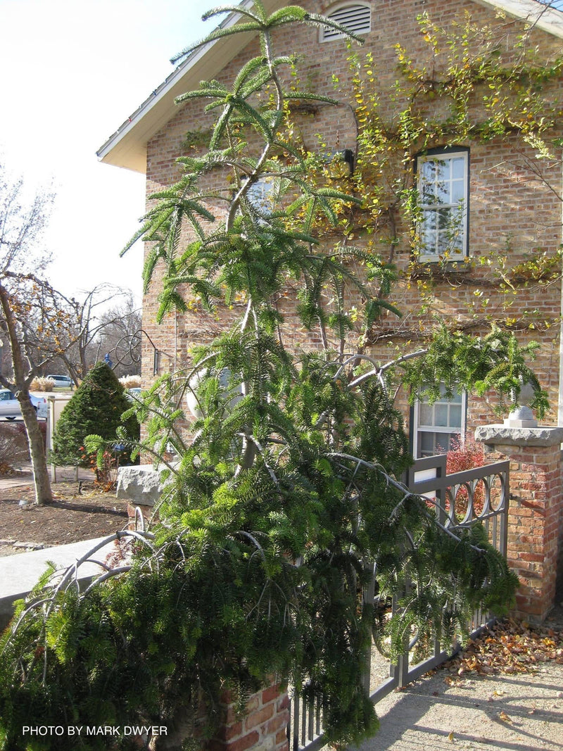 - Abies alba 'Green Spiral' Weeping Silver Fir - Mr Maple │ Buy Japanese Maple Trees