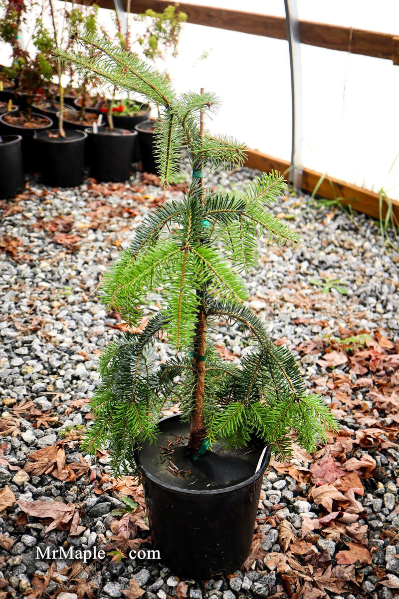 - Abies alba 'Green Spiral' Weeping Silver Fir - Mr Maple │ Buy Japanese Maple Trees