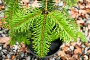- Abies alba 'Green Spiral' Weeping Silver Fir - Mr Maple │ Buy Japanese Maple Trees
