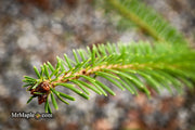 - Abies alba 'Green Spiral' Weeping Silver Fir - Mr Maple │ Buy Japanese Maple Trees
