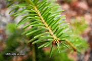 - Abies alba 'Green Spiral' Weeping Silver Fir - Mr Maple │ Buy Japanese Maple Trees