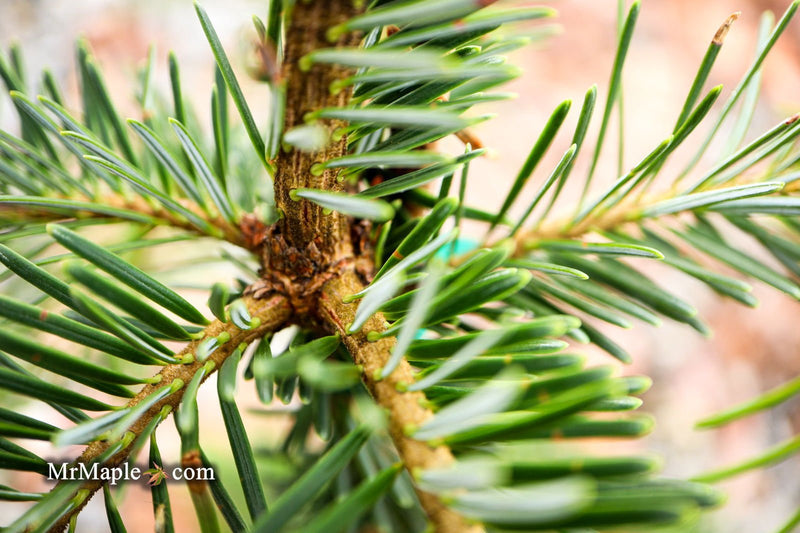 - Abies alba 'Green Spiral' Weeping Silver Fir - Mr Maple │ Buy Japanese Maple Trees