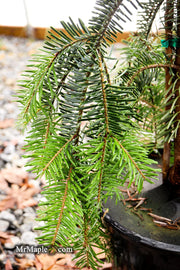 - Abies alba 'Green Spiral' Weeping Silver Fir - Mr Maple │ Buy Japanese Maple Trees