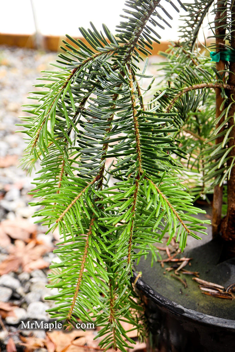 - Abies alba 'Green Spiral' Weeping Silver Fir - Mr Maple │ Buy Japanese Maple Trees
