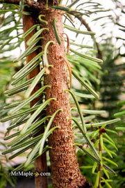 - Abies alba 'Green Spiral' Weeping Silver Fir - Mr Maple │ Buy Japanese Maple Trees