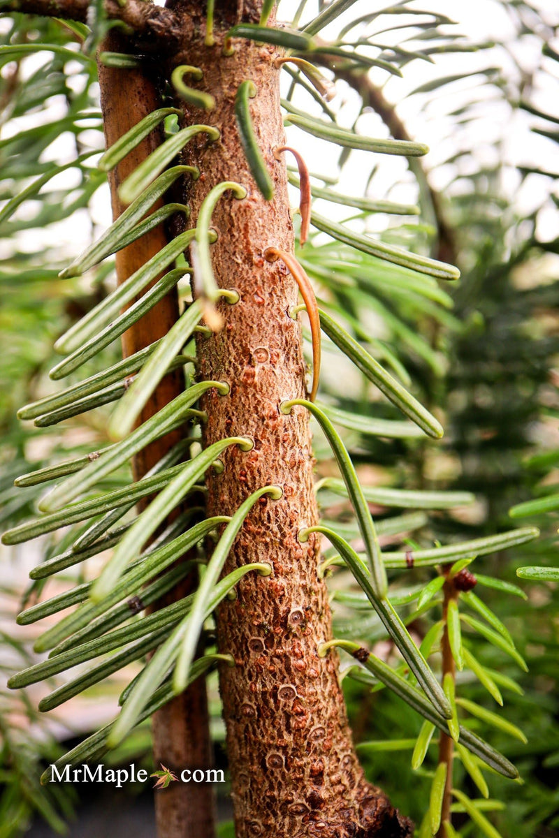 - Abies alba 'Green Spiral' Weeping Silver Fir - Mr Maple │ Buy Japanese Maple Trees