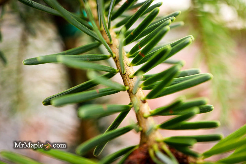 - Abies alba 'Green Spiral' Weeping Silver Fir - Mr Maple │ Buy Japanese Maple Trees