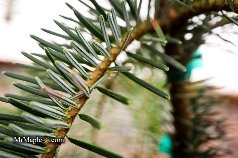 - Abies alba 'Green Spiral' Weeping Silver Fir - Mr Maple │ Buy Japanese Maple Trees