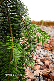 - Abies alba 'Green Spiral' Weeping Silver Fir - Mr Maple │ Buy Japanese Maple Trees