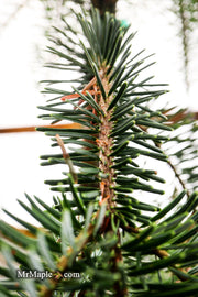 - Abies alba 'Green Spiral' Weeping Silver Fir - Mr Maple │ Buy Japanese Maple Trees